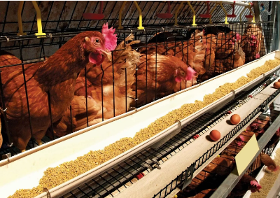 Organic Poultry Farm in Ogun State Seeks Investors