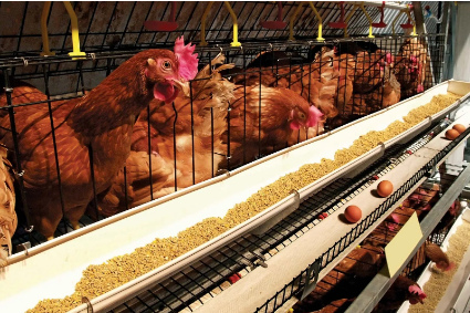Organic Poultry Farm in Ogun State Seeks Investors